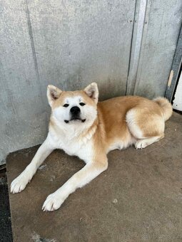 Štěňata Akita inu - 15