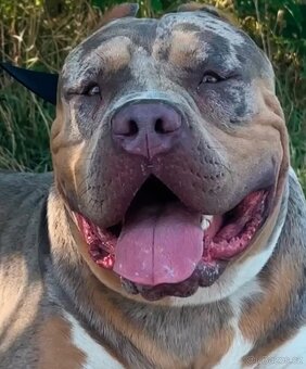 American Bully XL 🐾 - 15