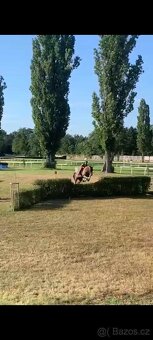 Zdravá sportovní Klisna 14 let - 15