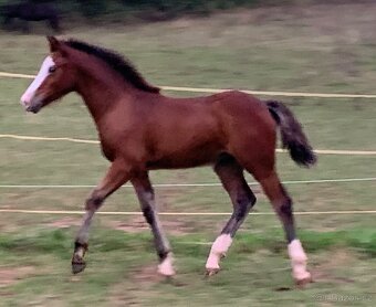 Welsh pard Bred malý sportovní kůň - 15