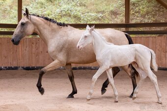 Lusitano klisna - 15