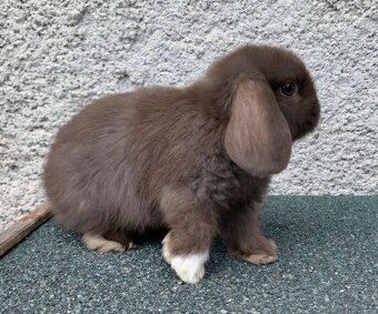 ❤️❤️Nádherní Minilop králíčci beránek k odběru - 15
