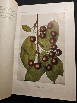 České ovoce  Jan Říha - 15