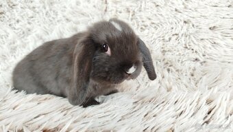 Zakrslý beránek, králíček, králík - DAN - 15