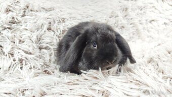 Zakrslý beránek, králíček, králík - BRUNO - 15