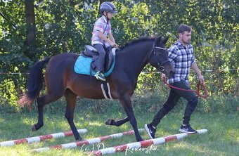 Klisna ,pony,WPBr - 15