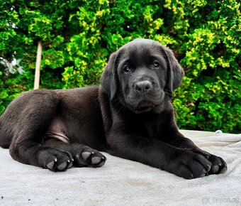 IHNED K ODBĚRU Labradorský Retriever s PP - 15