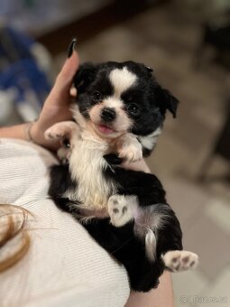 2x dlouhosrstý pejsek s PP FCI, čivava - 15