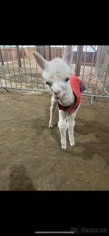 Lama Alpaka 2 samičky - 15