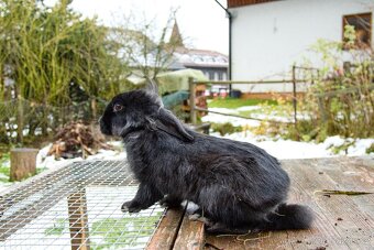 Zakrslý králík - 15