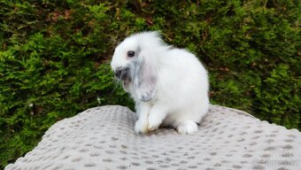 Zakrslý beránek, králíček, králík - MINDY - 15
