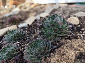 Prodej netřesky Znojmo - 15