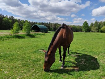 Ustájení Třeboňsko - 15