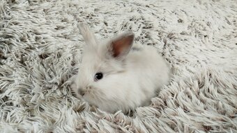 Zakrslý králík, králíček, králík - (lvíček)-VIKY - 15