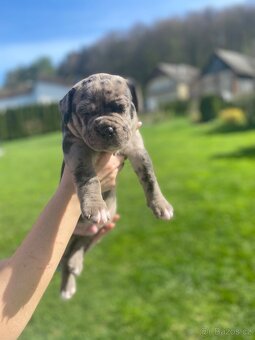 American Bully xl/xxl - 15