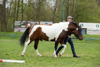 Velký (±145 cm) huculský hřebeček, hřebec, hnědobělouš. - 15