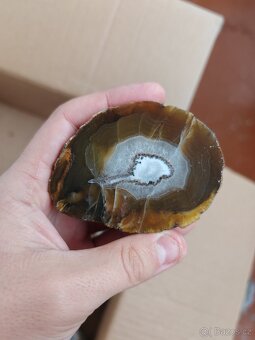 Acháty řezy Timor - 15