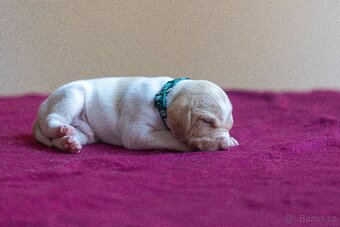 Saintgermánský ohař - štěňátka k zamluvení - 15