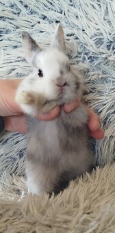 Zakrslý králík - 15