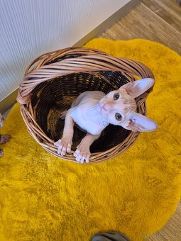Donský sphynx - krásná koťátka - 15