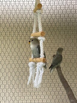 Agapornis růžohrdlý 🦜 - 15