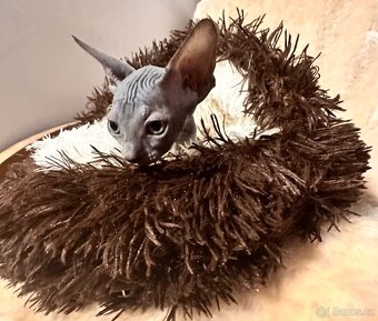 Kanadský Sphynx s průkazem původu - 15