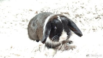 Zakrslý beránek, králíček, králík - LADY - 15