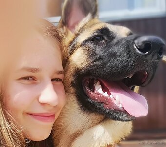 Nemecky ovčák typu Rex(štěňata) - 15