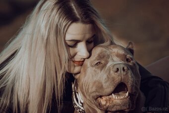 American Bully XL originální původní krev rodokmen ABKC USA - 15