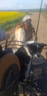 Border kolie již k odběru - 15