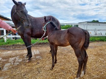 Appaloosa přiouštění klisen - 15