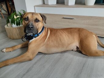 🐾 Americký stafordšírský teriér - 15