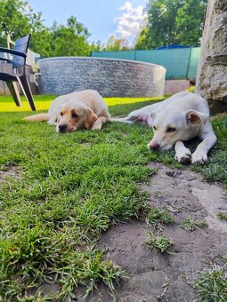 Štěňata labradora - 15