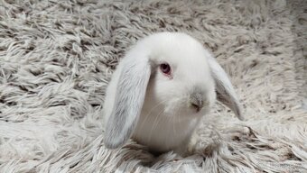 Zakrslý beránek, králíček, králík - MOLLY - 15