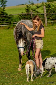 5-letá welsh mountain pony klisna - 15
