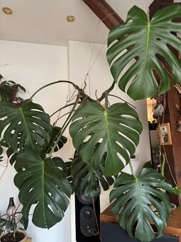 Monstera pokojovky - 15