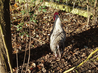 Prodám kohouta, kohoutky do chovu - 15