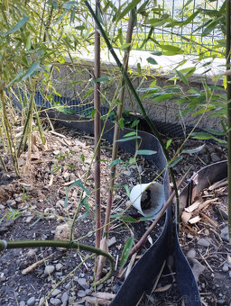Obří mrazuvzdorný bambus phyllostachys, Vsetín - 15