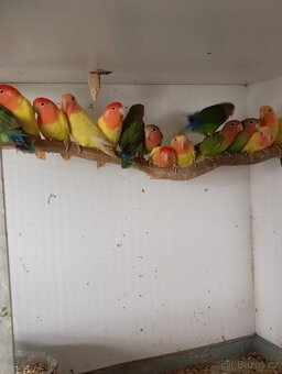 Penant zlatý pastel, agapornis, rozela rubino - 15