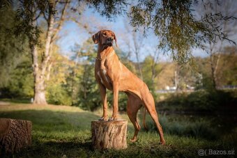 Rhodesky Ridgeback - 15
