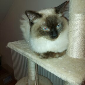 Ragdoll kocur na krytie - 15