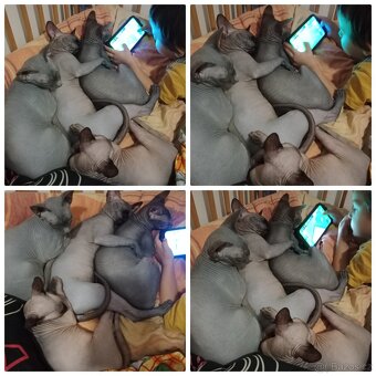 Kanadský sphynx - 15