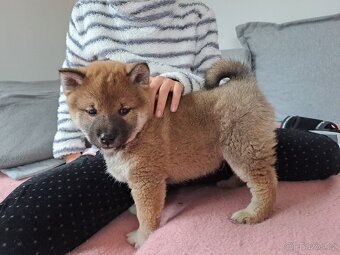 Shiba-Inu   - štěňata - 15