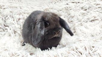 Zakrslý beránek, králíček, králík - BRUNO - 15