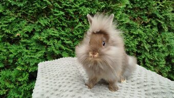 Zakrslý králík, králíček-(lvíček)-NATANIEL - 15