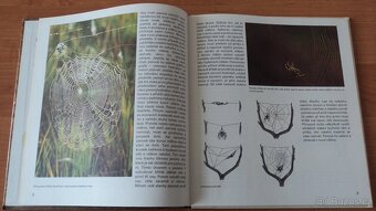 Psi, Stavby zvířat - 15