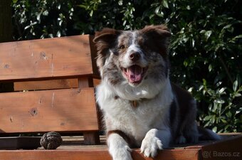 BORDER COLLIE - 15