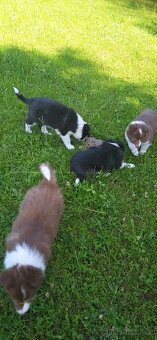 Border kolie - 15