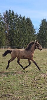 TOP klisnička PSL - 15