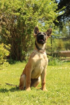 Belgický ovčák malinois - 15